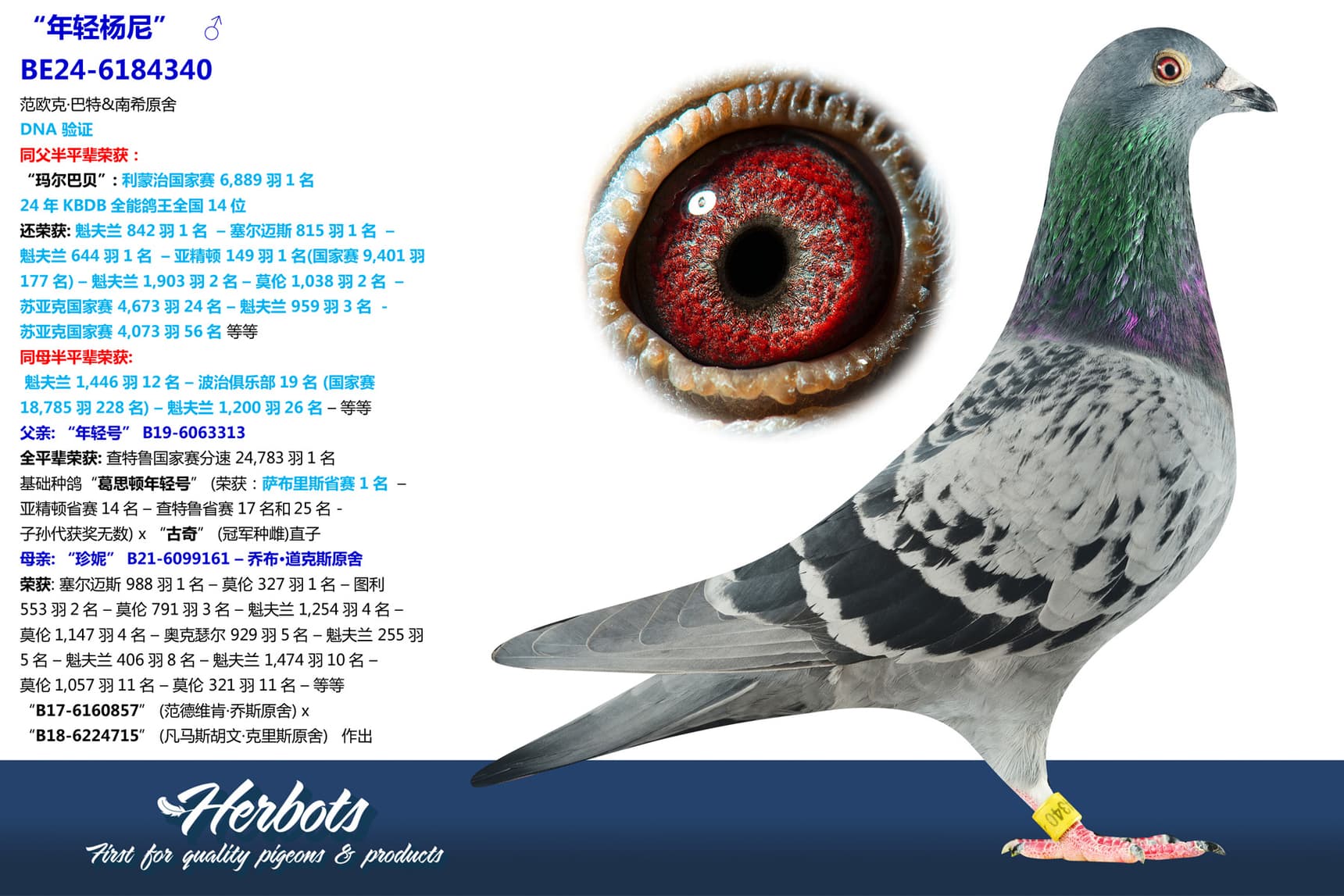 pigeon: undefined