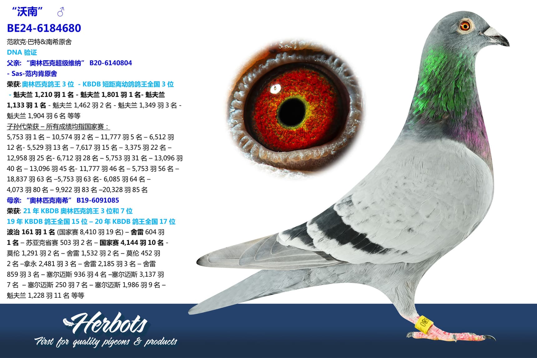 pigeon: undefined