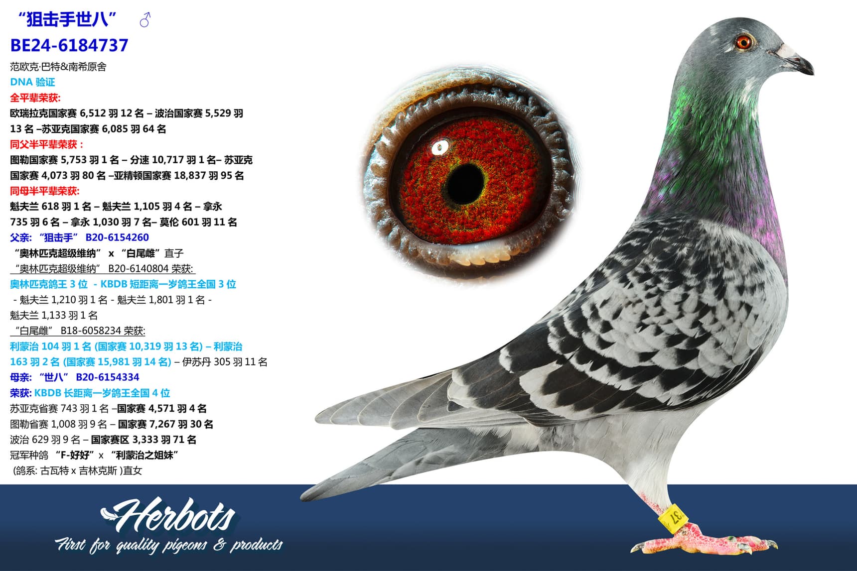 pigeon: undefined