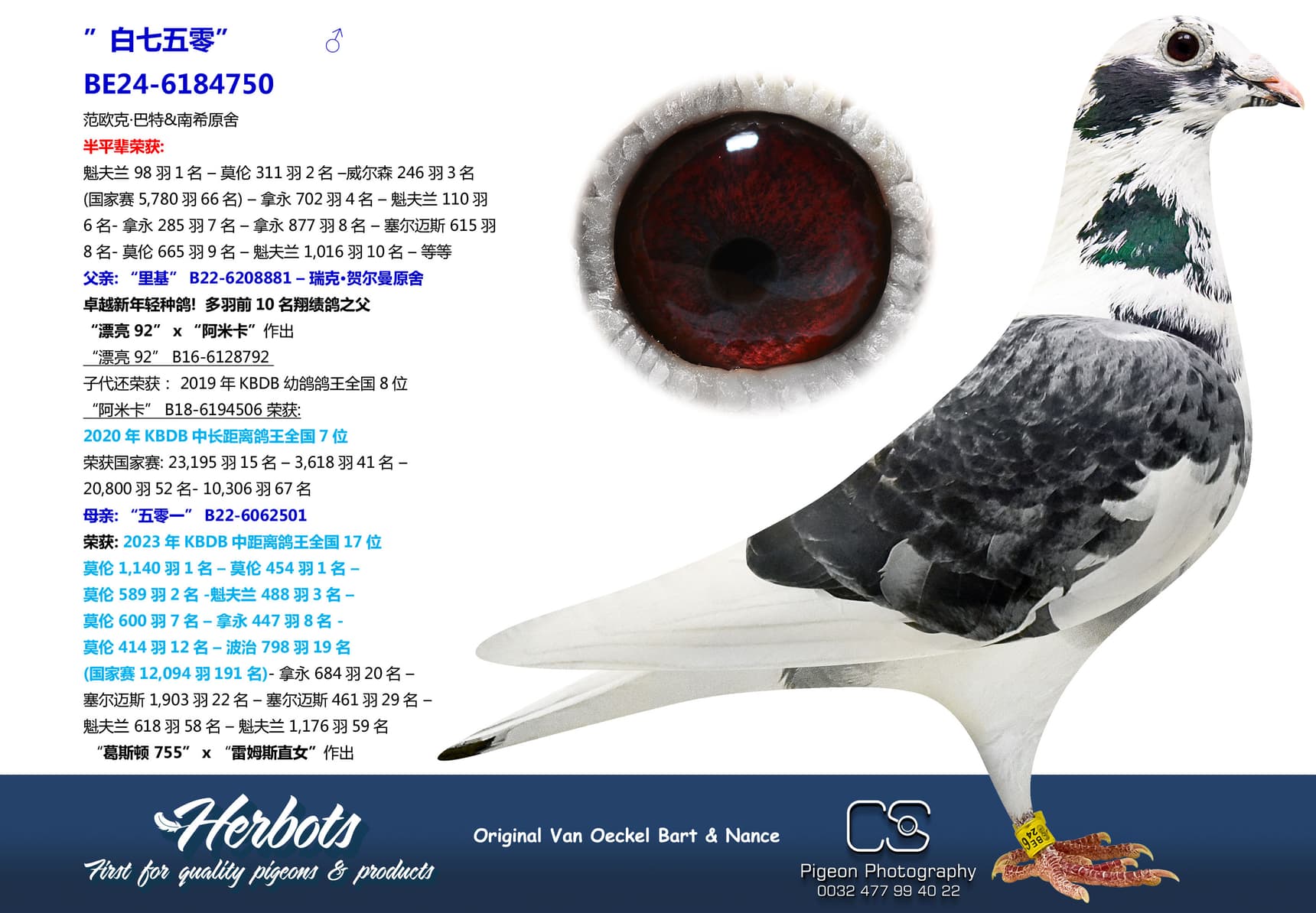 pigeon: undefined