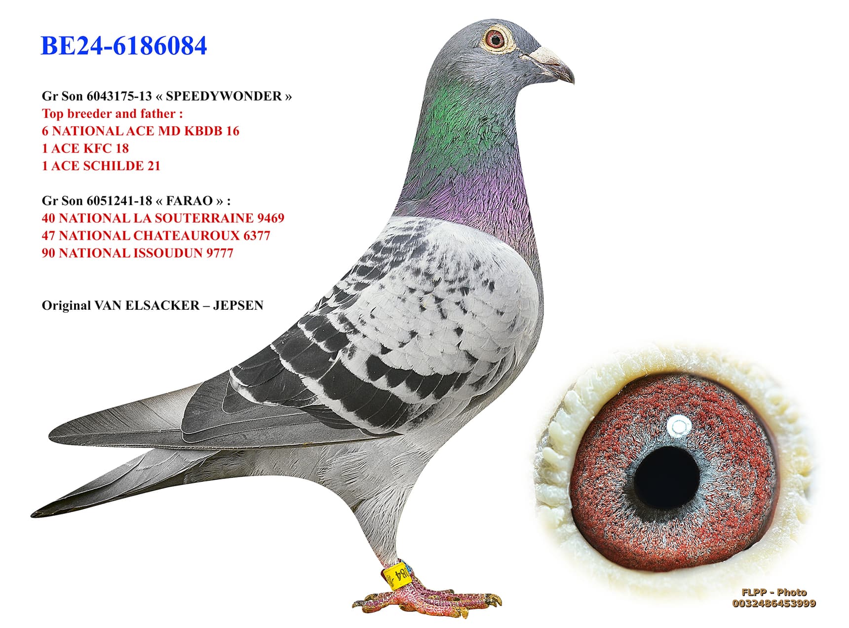 Grandson Speedywonder