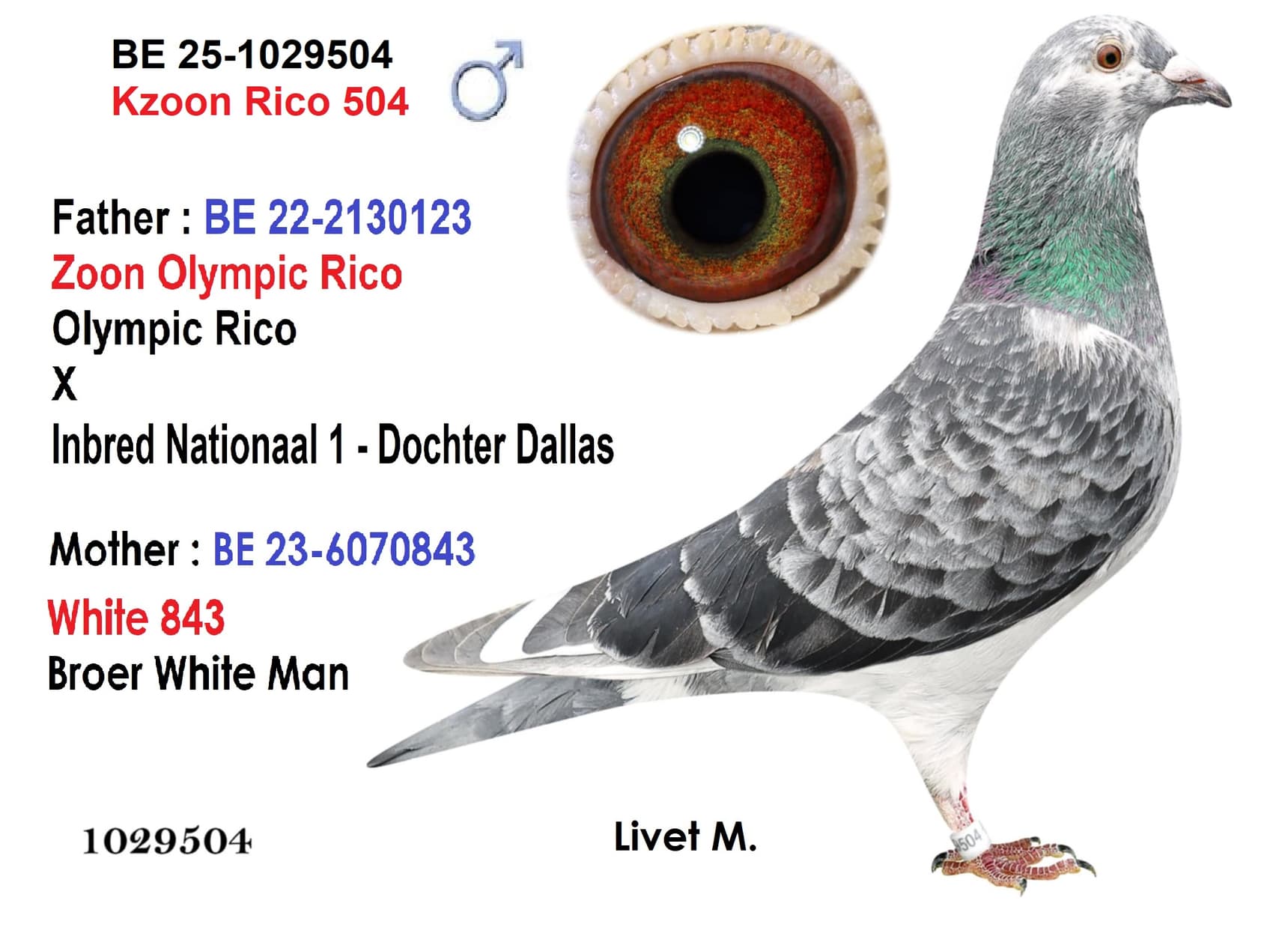 ‘Kzoon Rico 504’