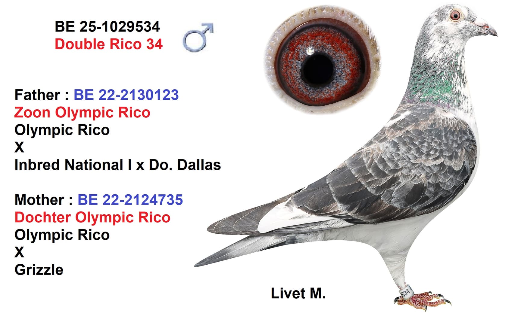 ‘Double Rico 34’