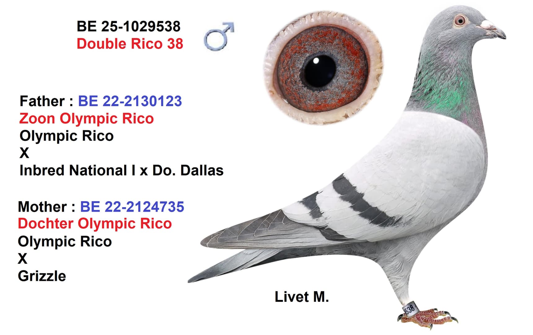 ‘Double Rico 38’