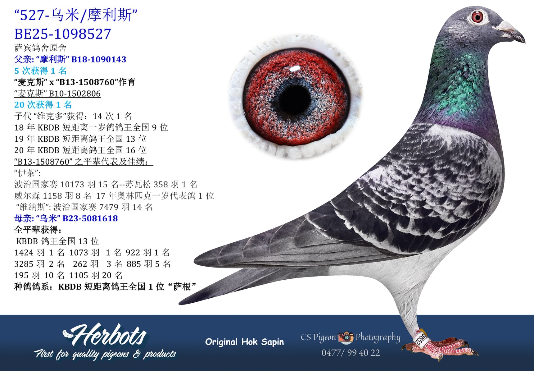 pigeon: undefined