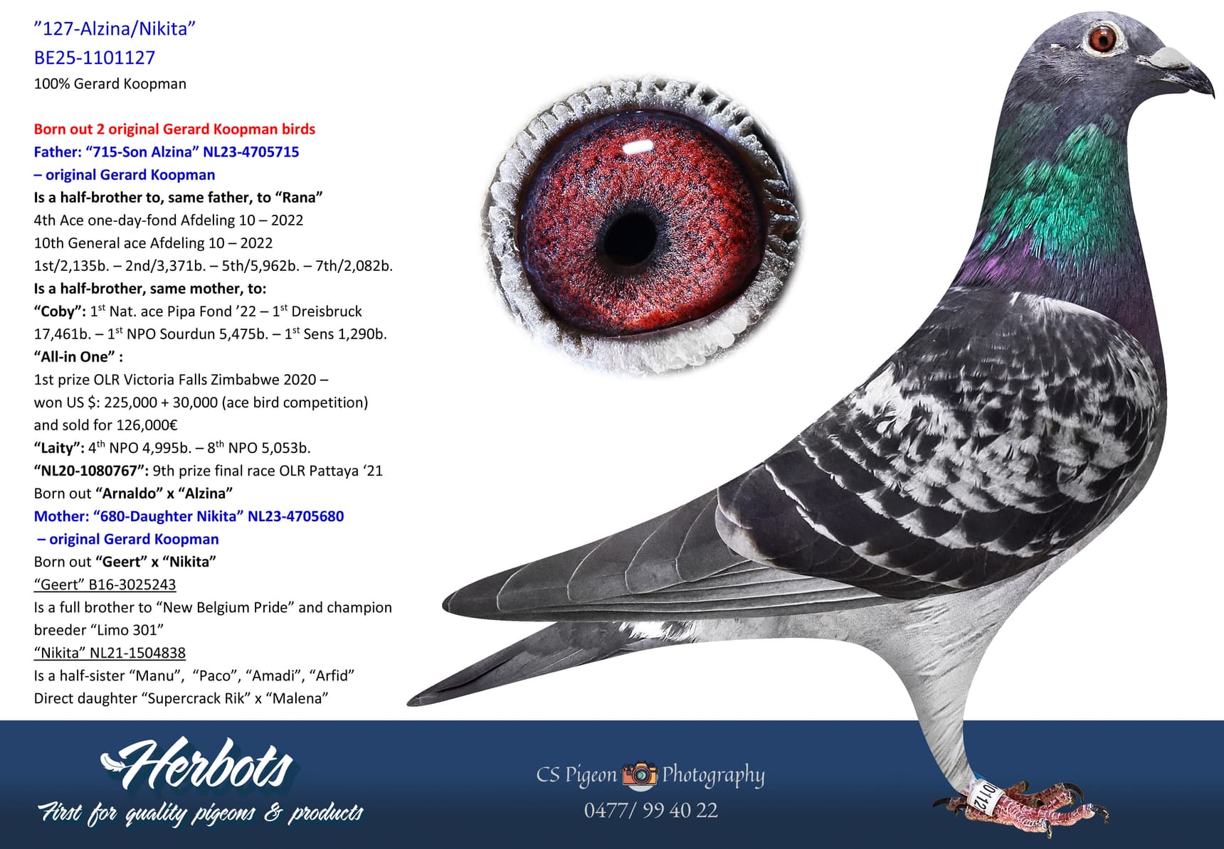 pigeon: undefined