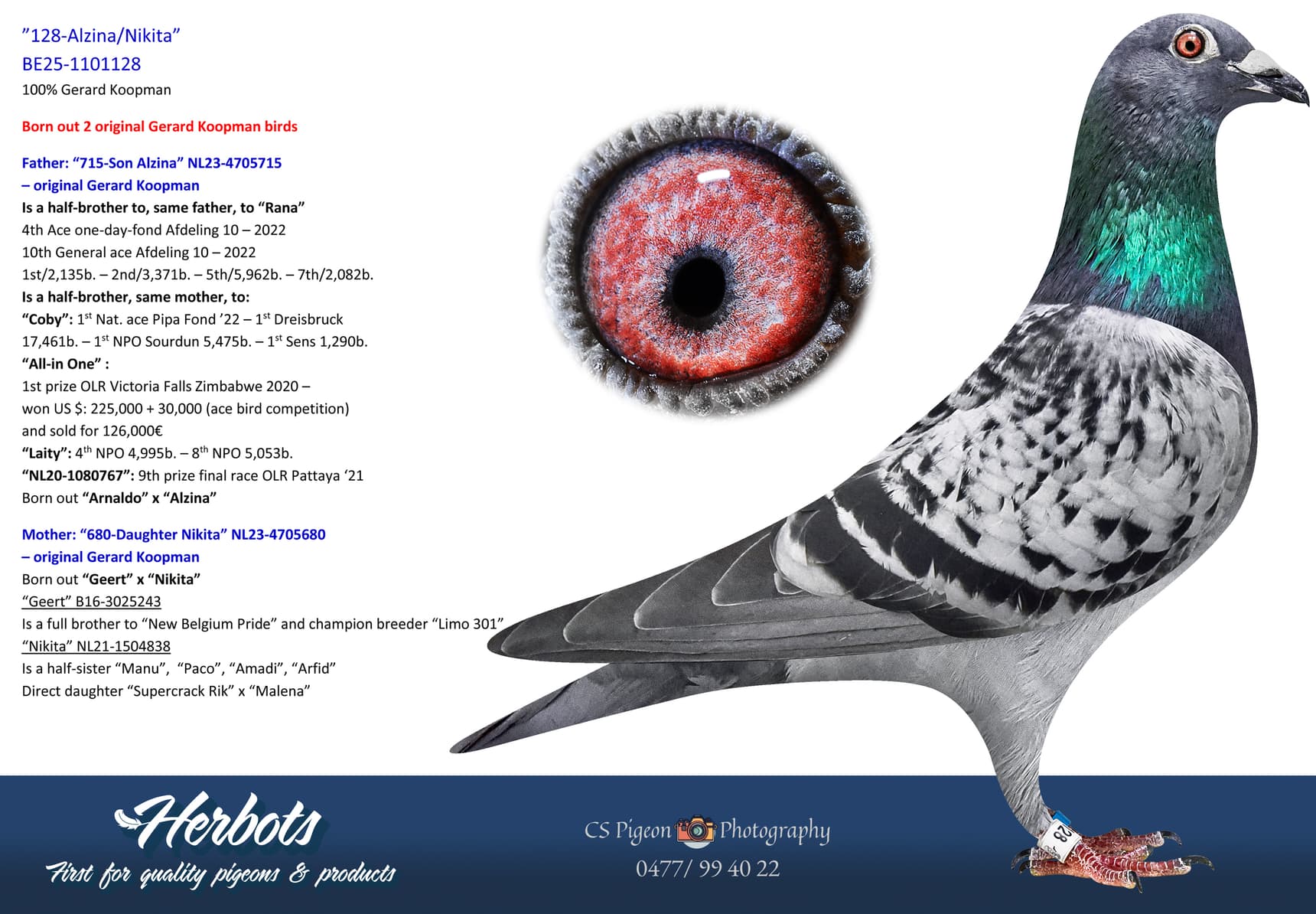 pigeon: undefined