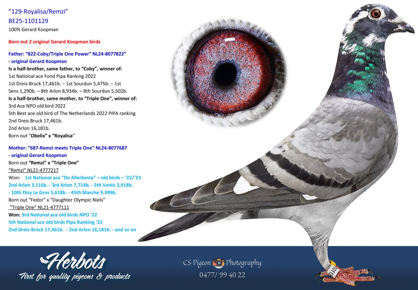 pigeon: undefined