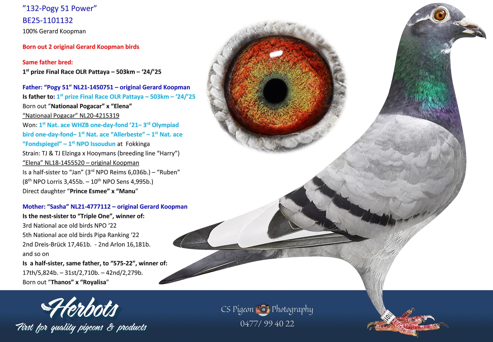 pigeon: undefined
