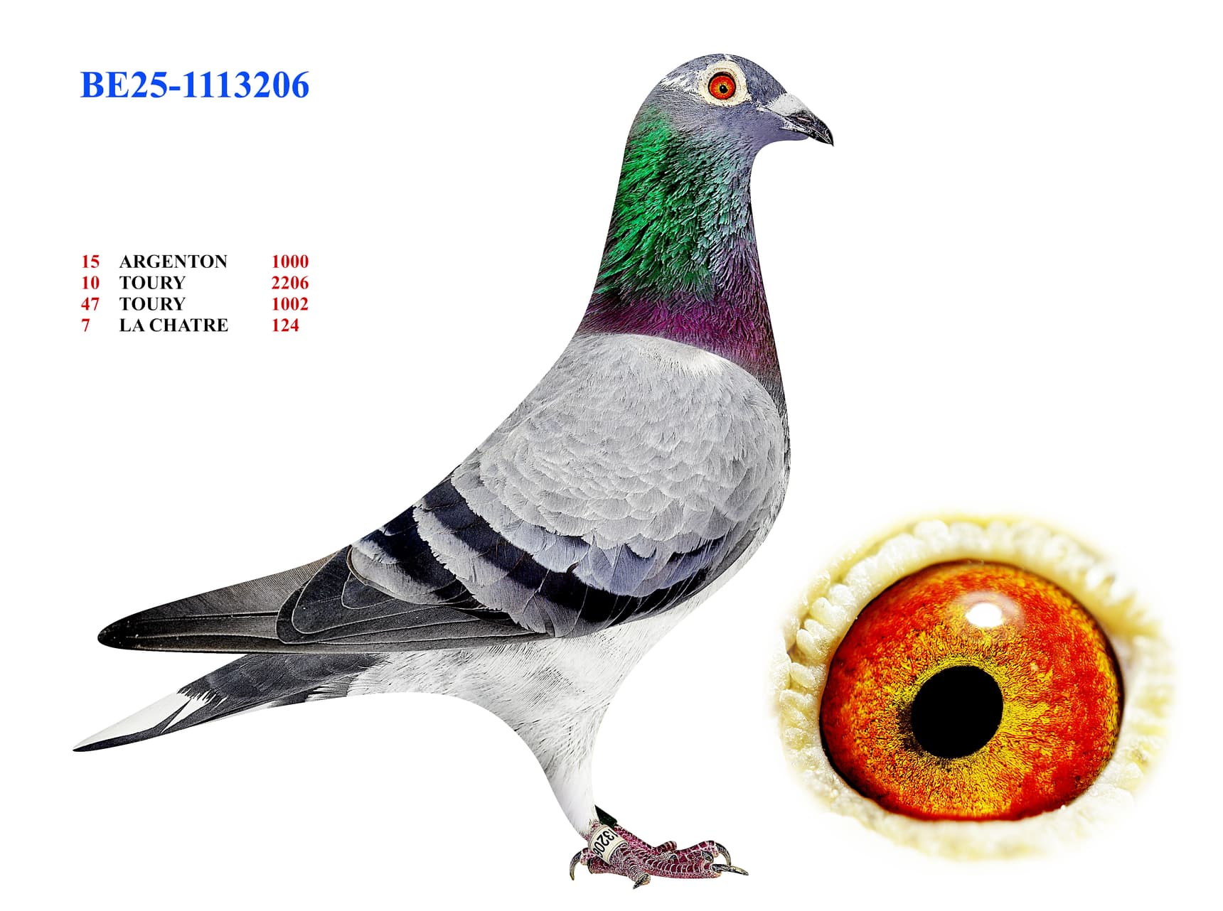 BE25-1113206