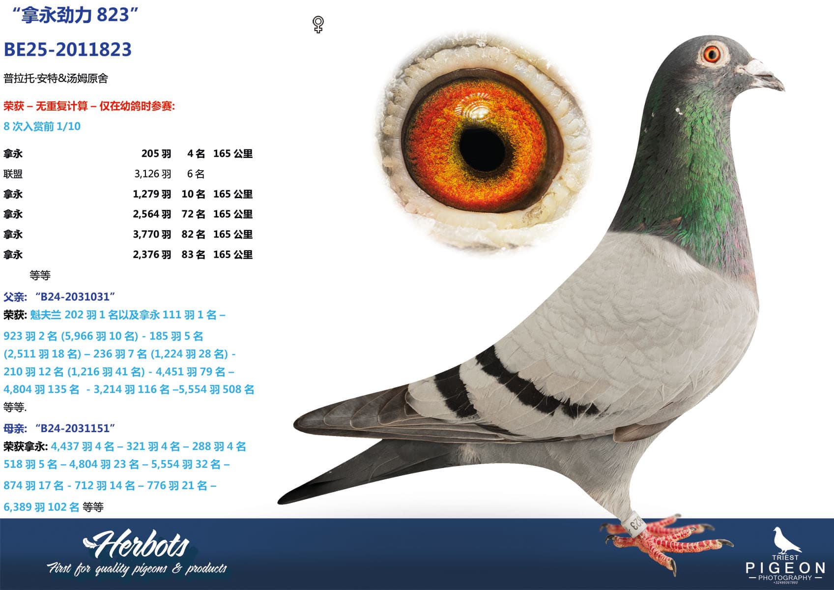 pigeon: undefined