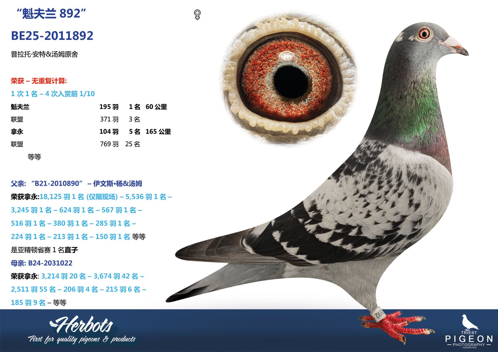 pigeon: undefined