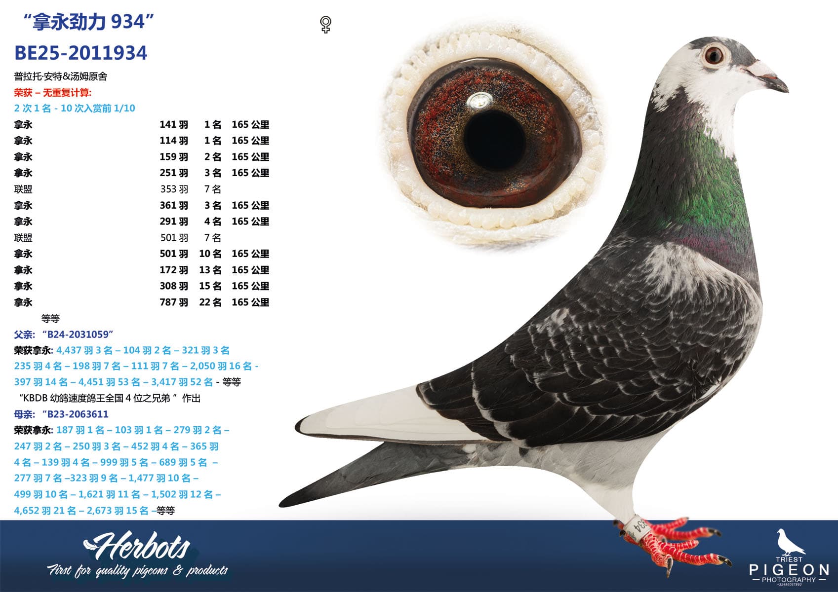 pigeon: undefined