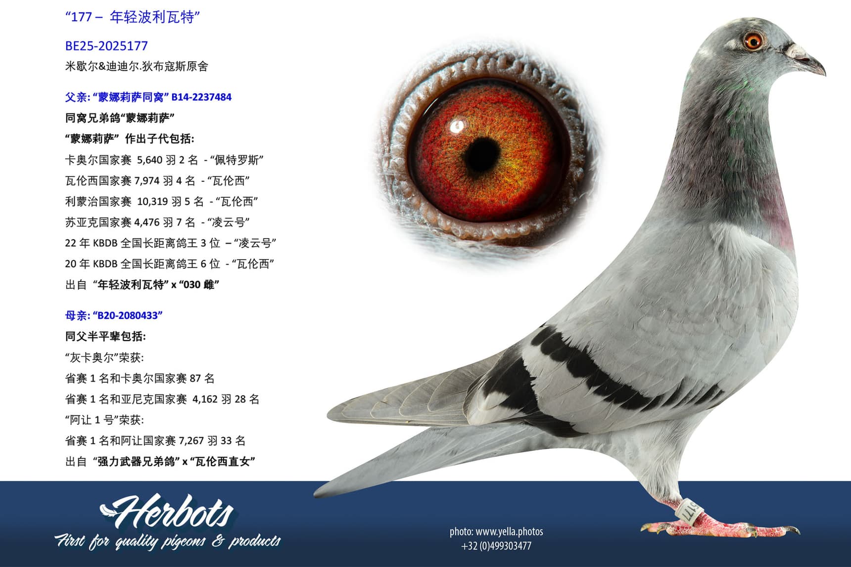 pigeon: undefined