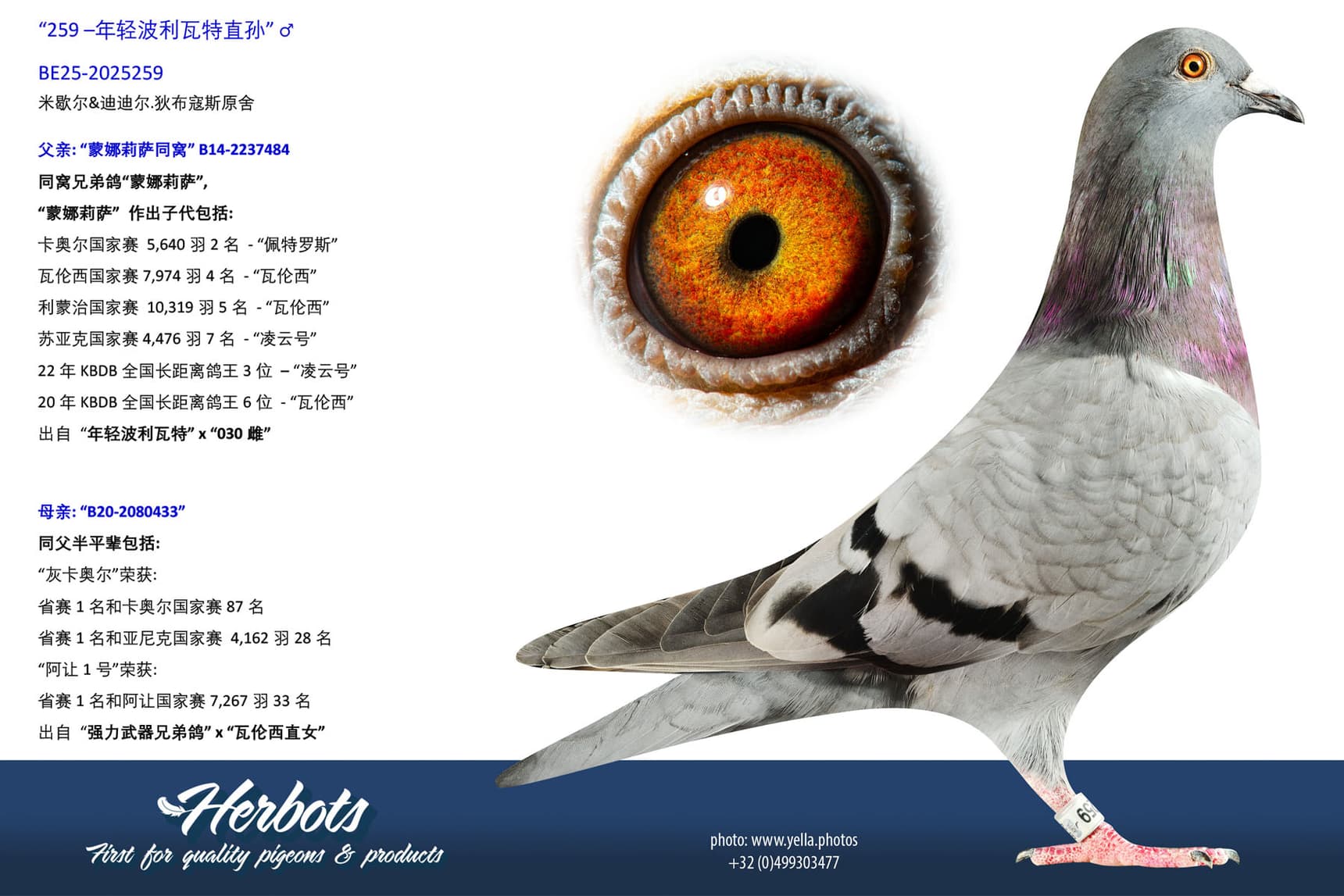 pigeon: undefined