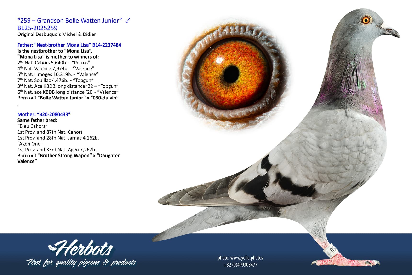 pigeon: undefined