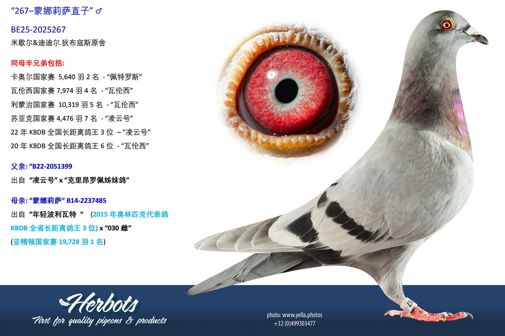 pigeon: undefined