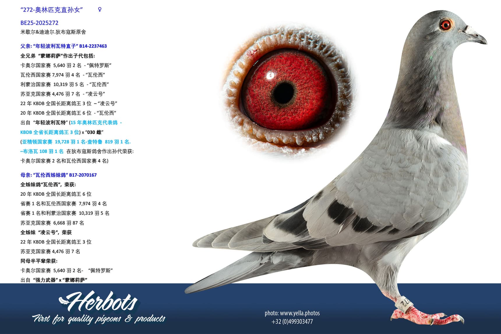 pigeon: undefined