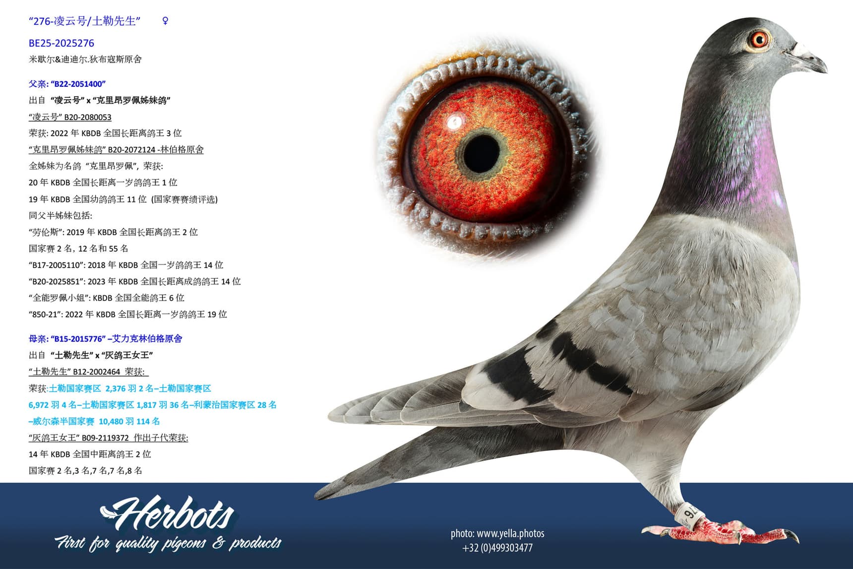 pigeon: undefined