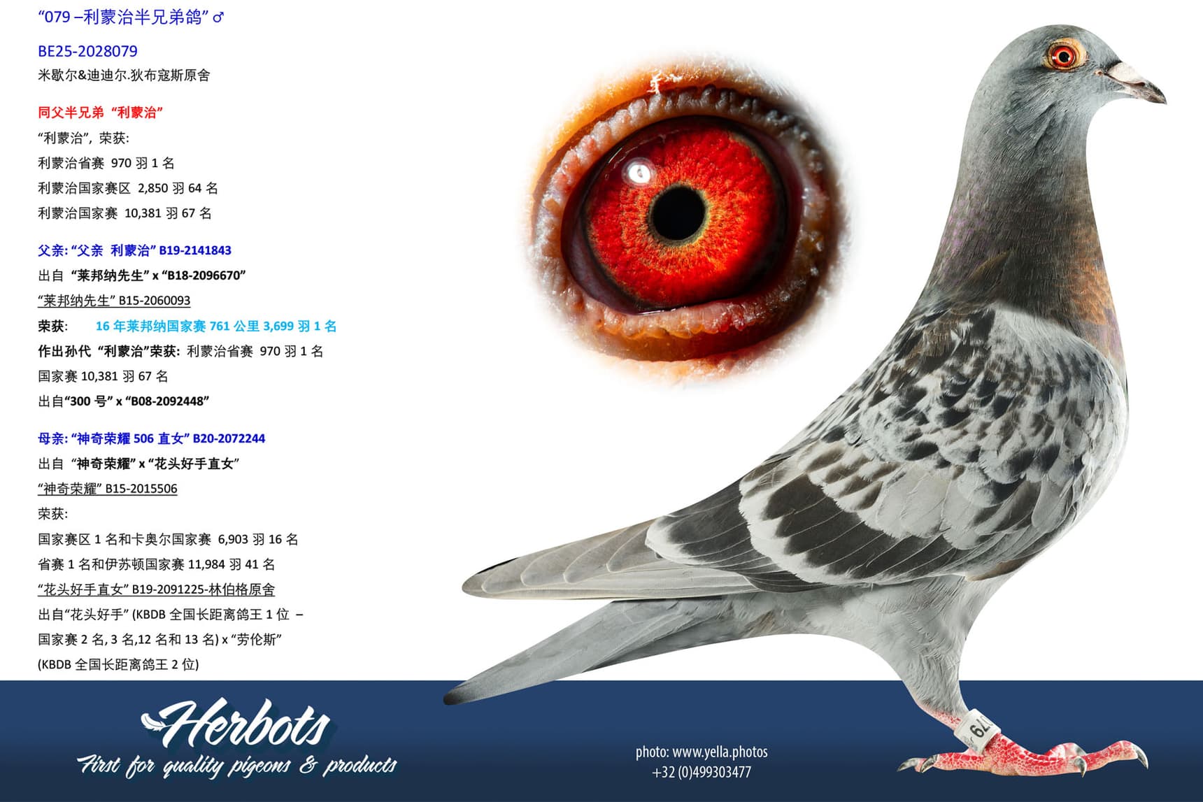 pigeon: undefined