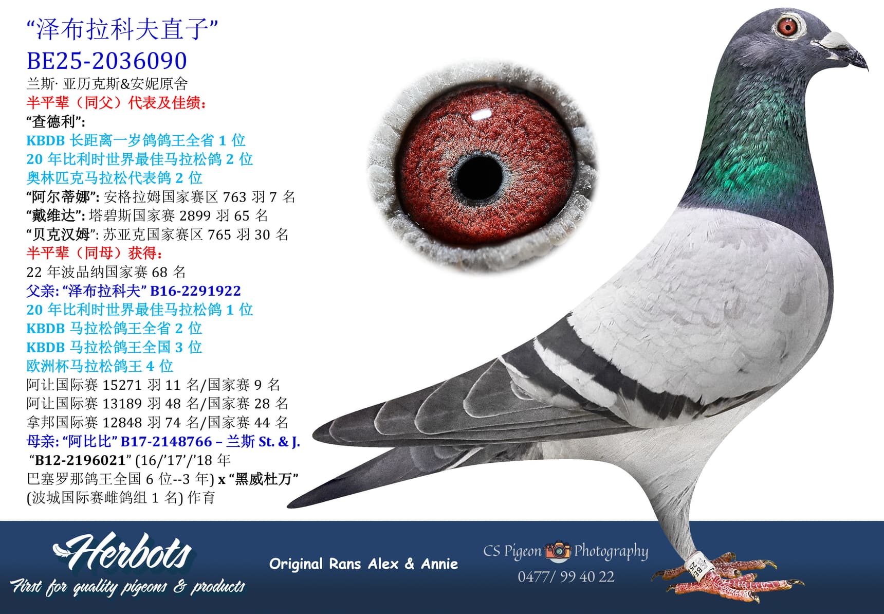 pigeon: undefined