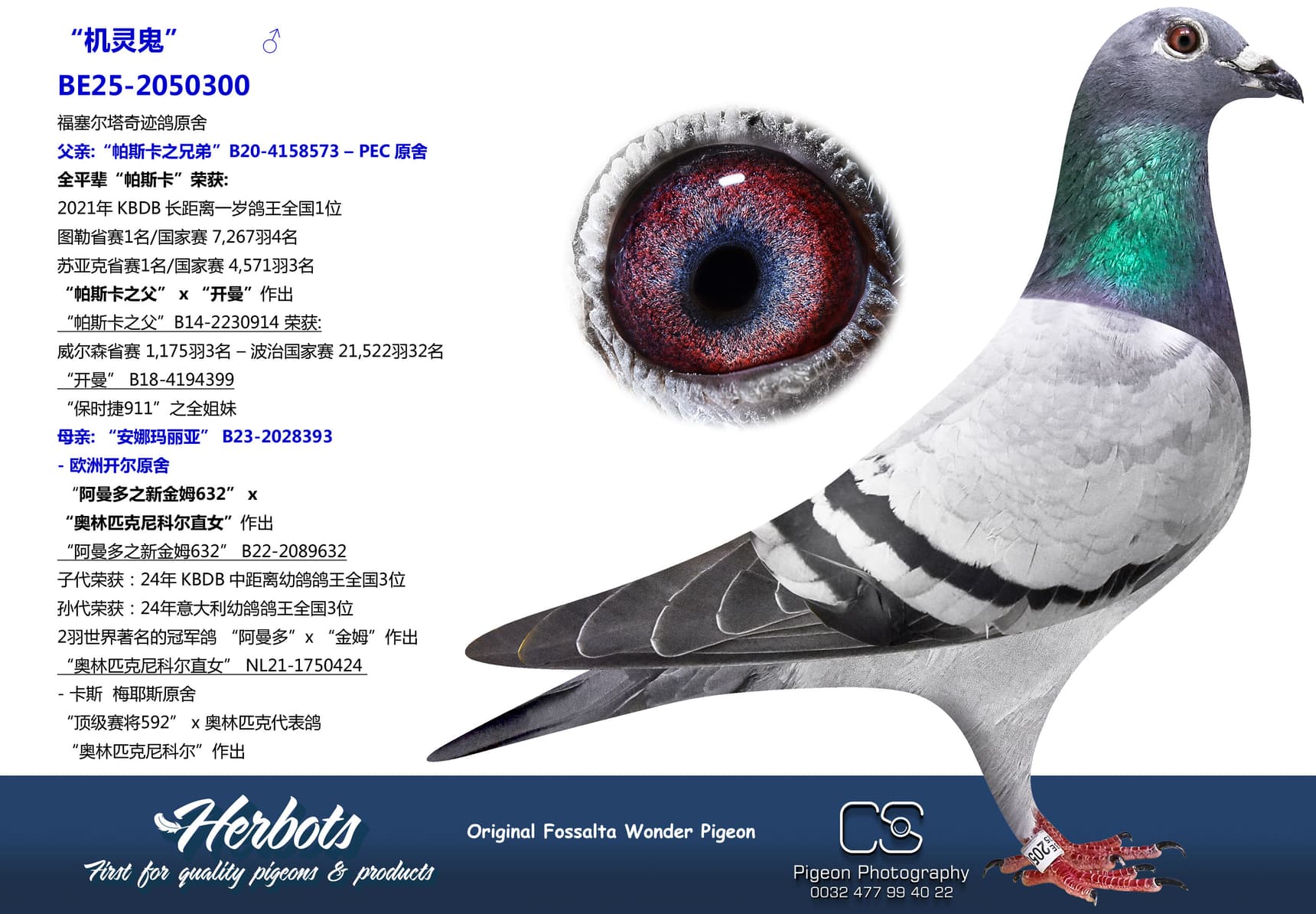 pigeon: undefined