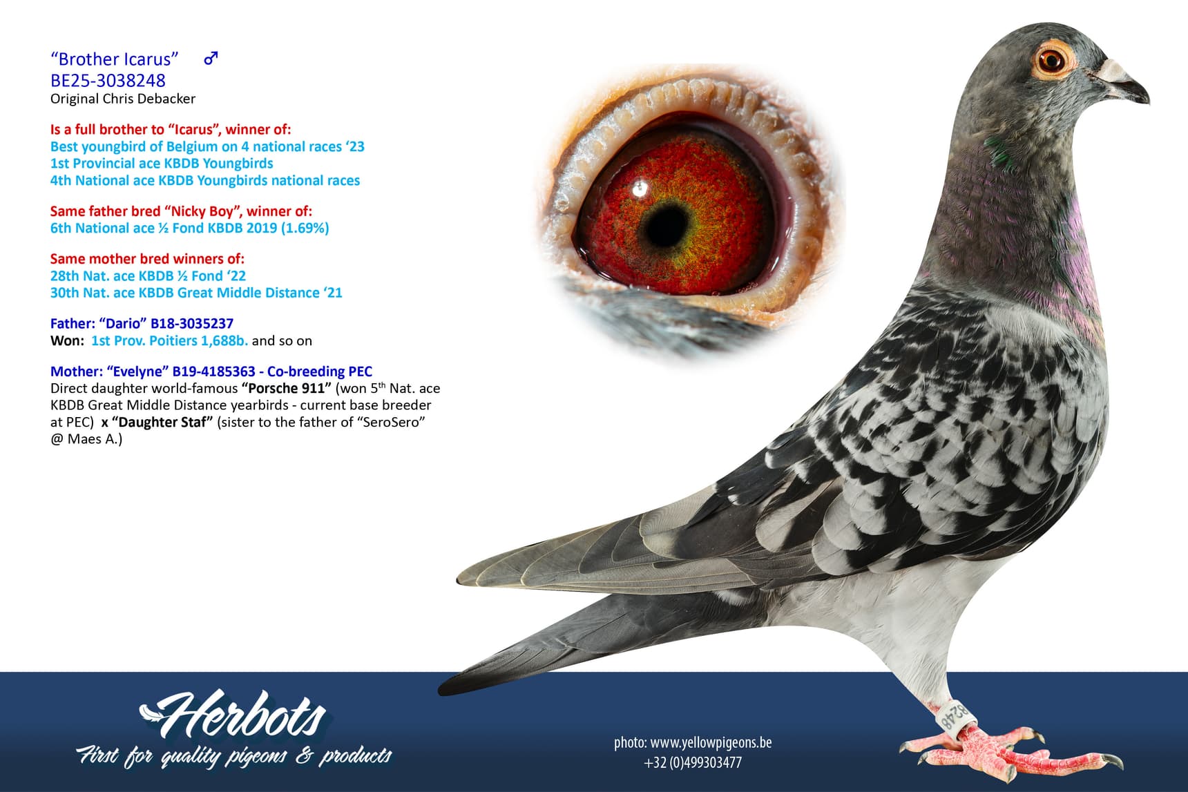 pigeon: undefined