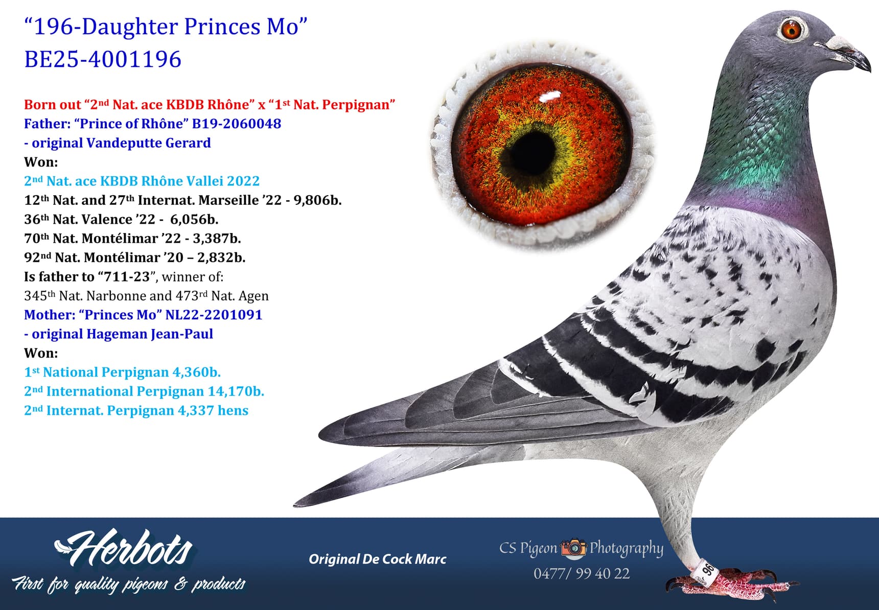 pigeon: undefined