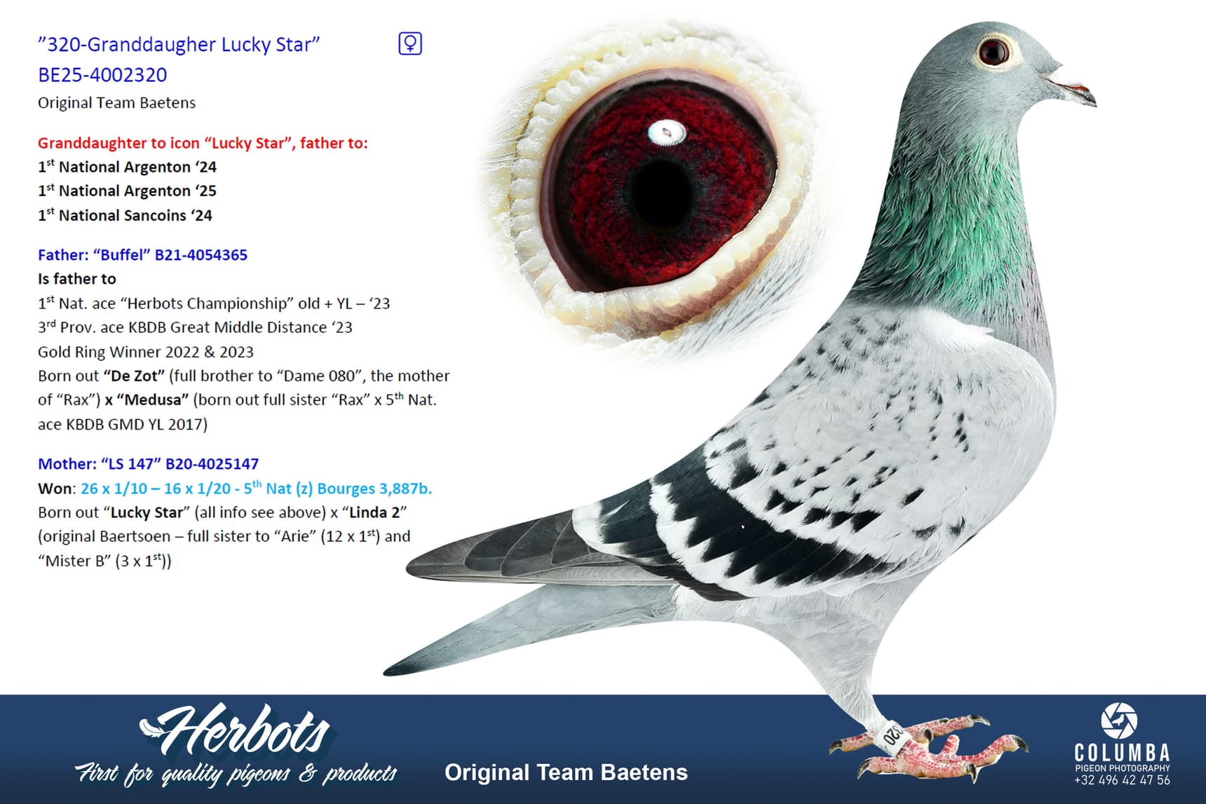 pigeon: undefined