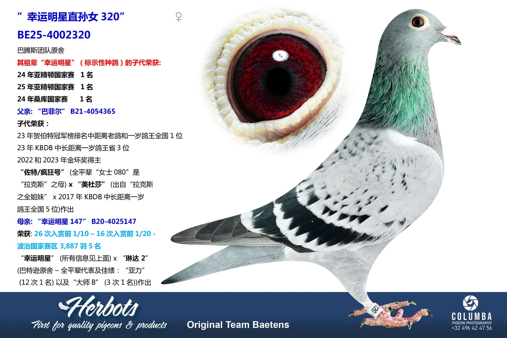 pigeon: undefined