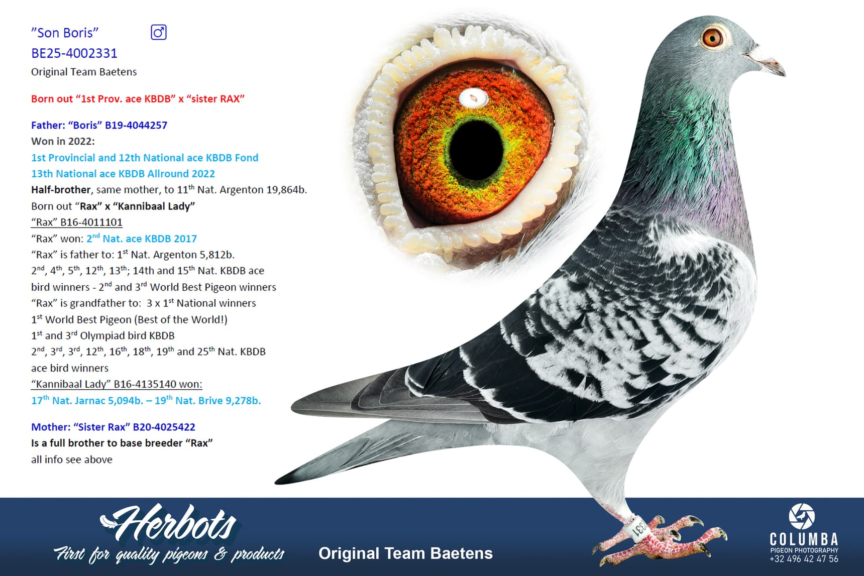 pigeon: undefined