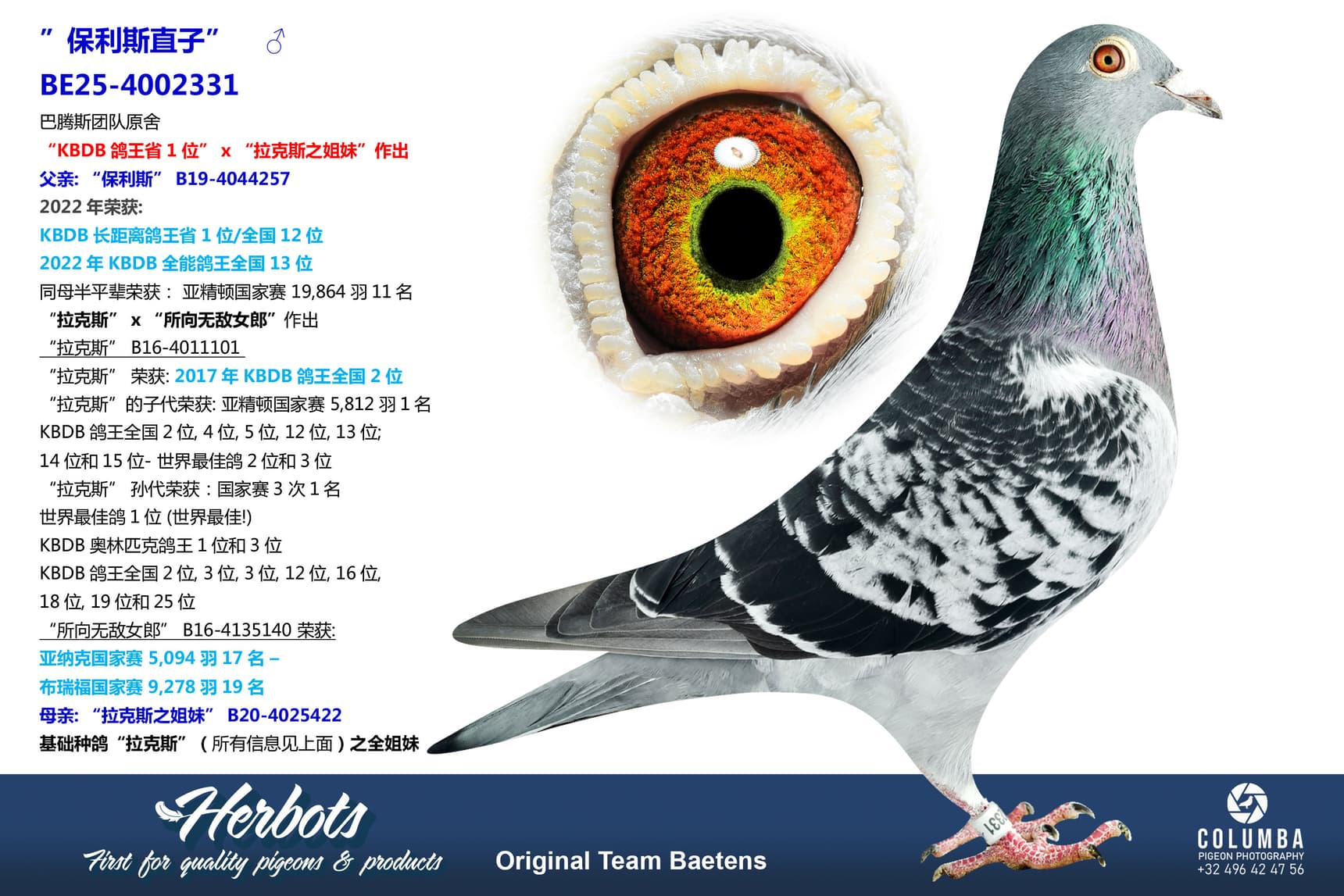 pigeon: undefined