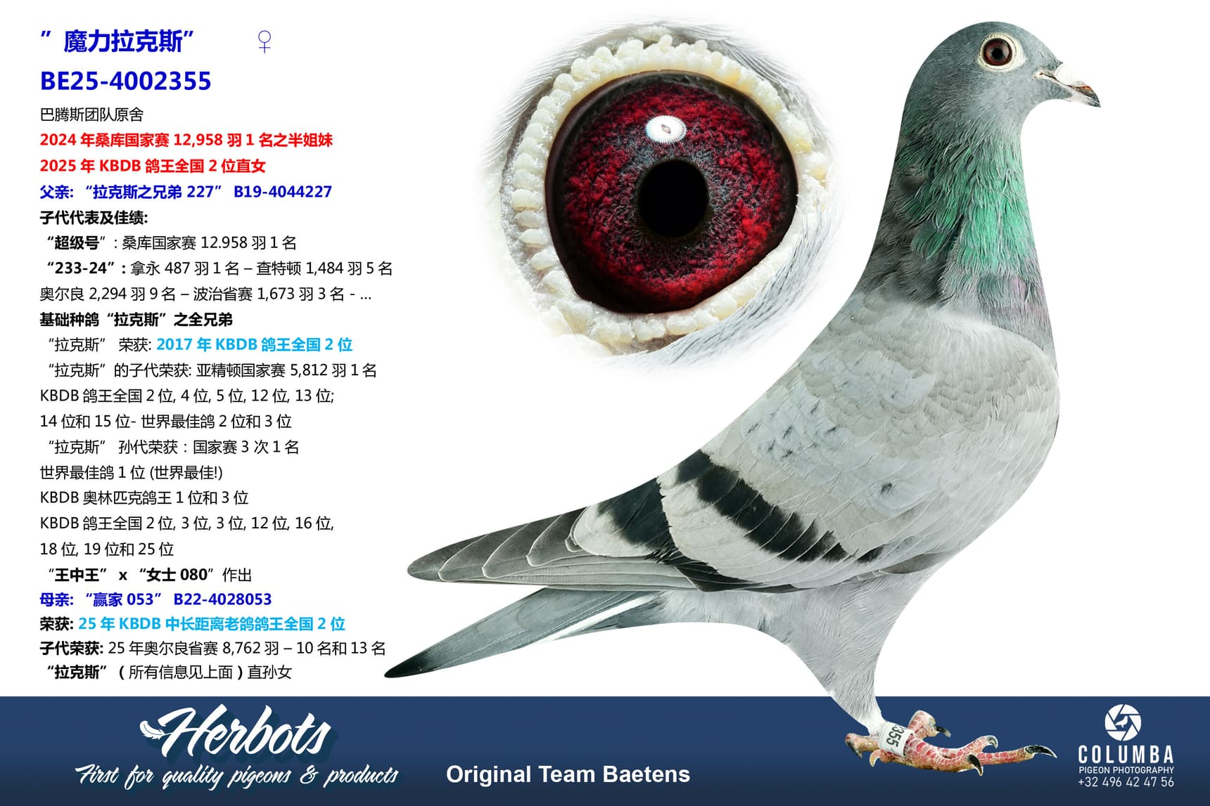 pigeon: undefined