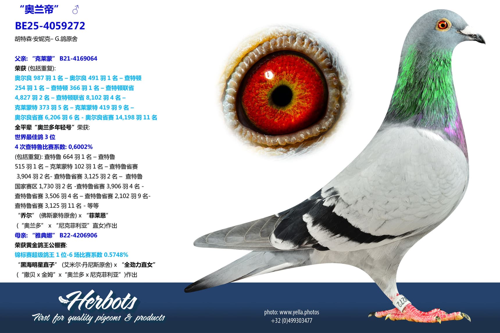 pigeon: undefined