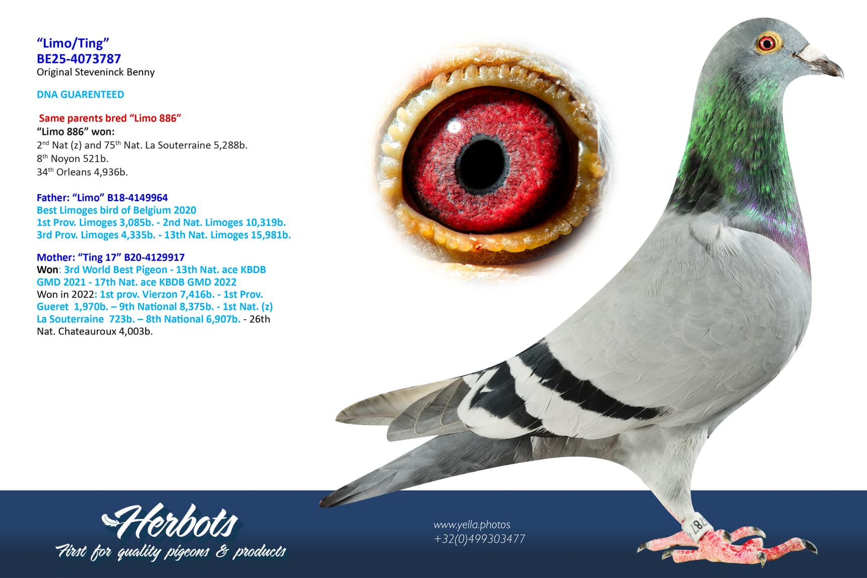 pigeon: undefined