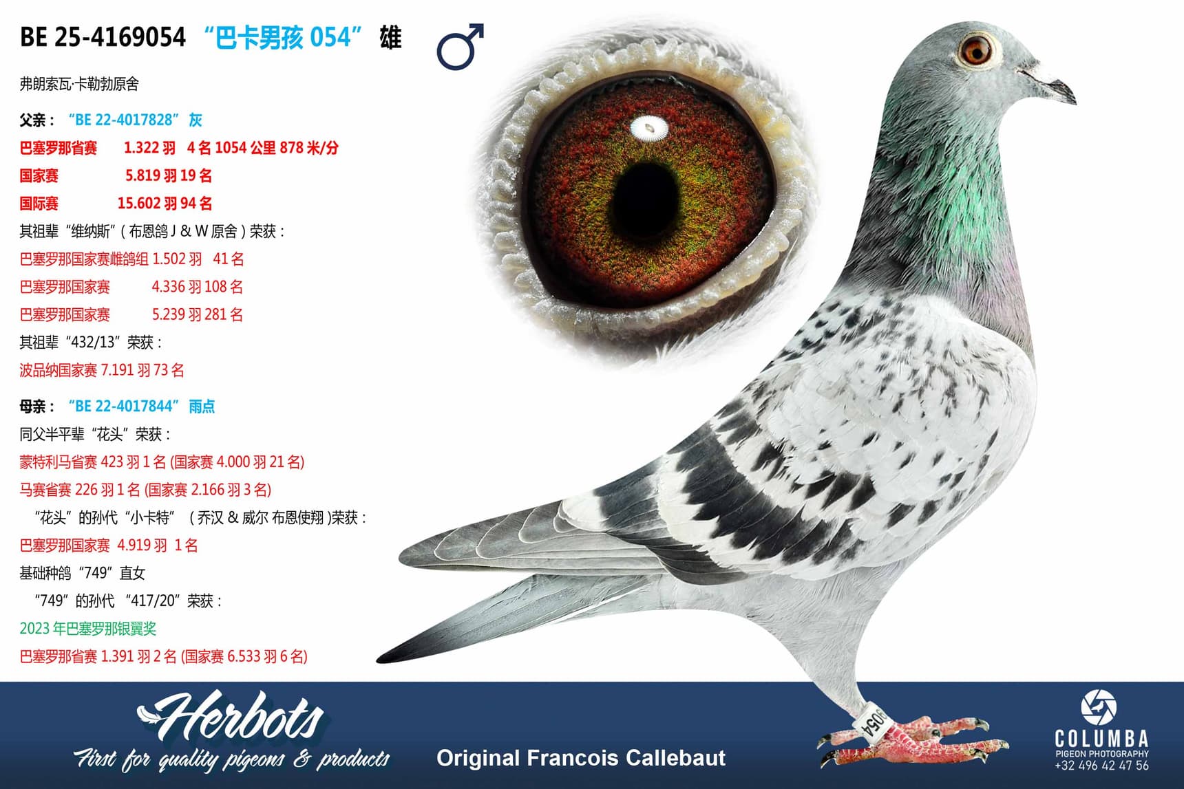 pigeon: undefined