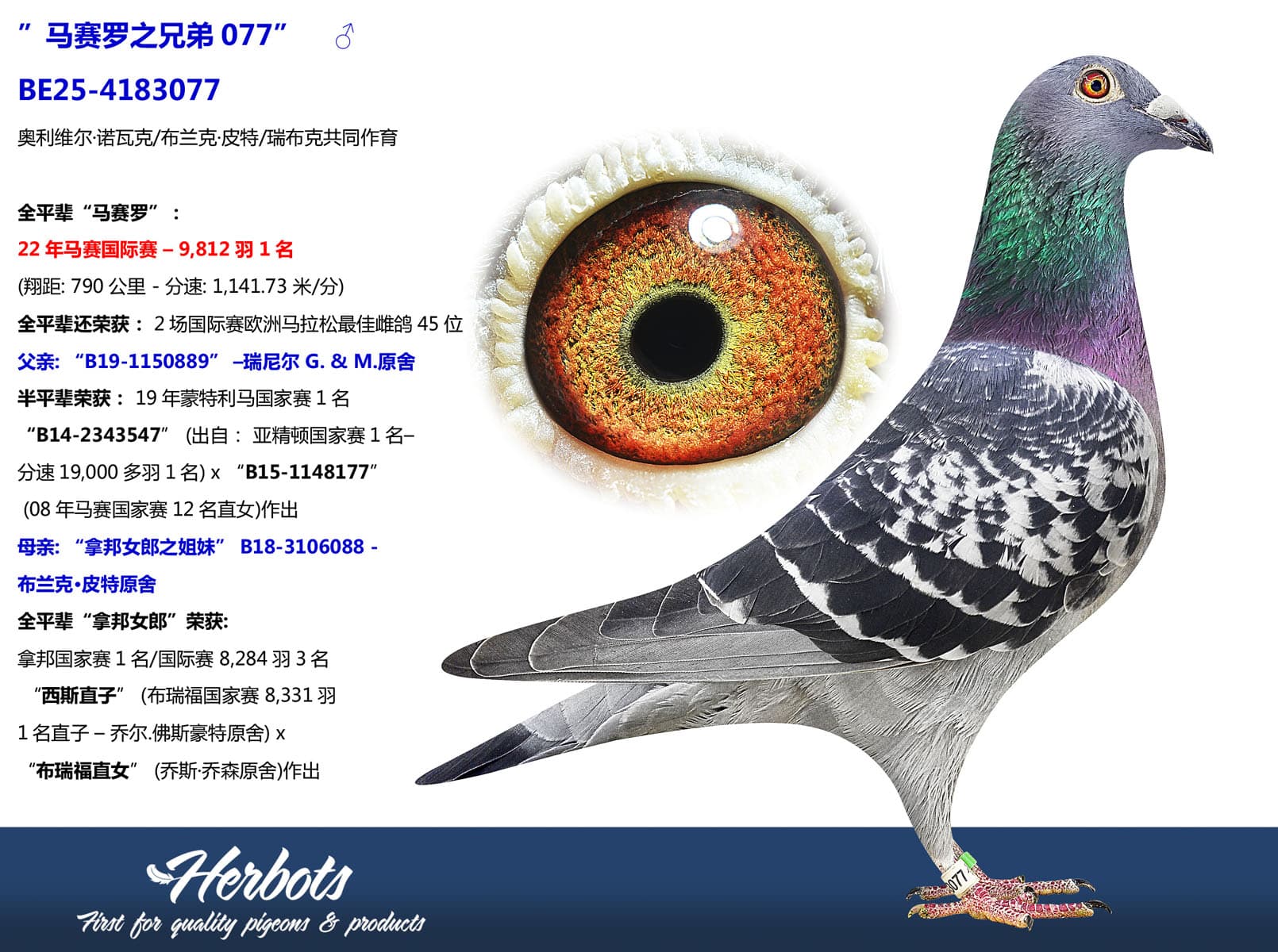 pigeon: undefined