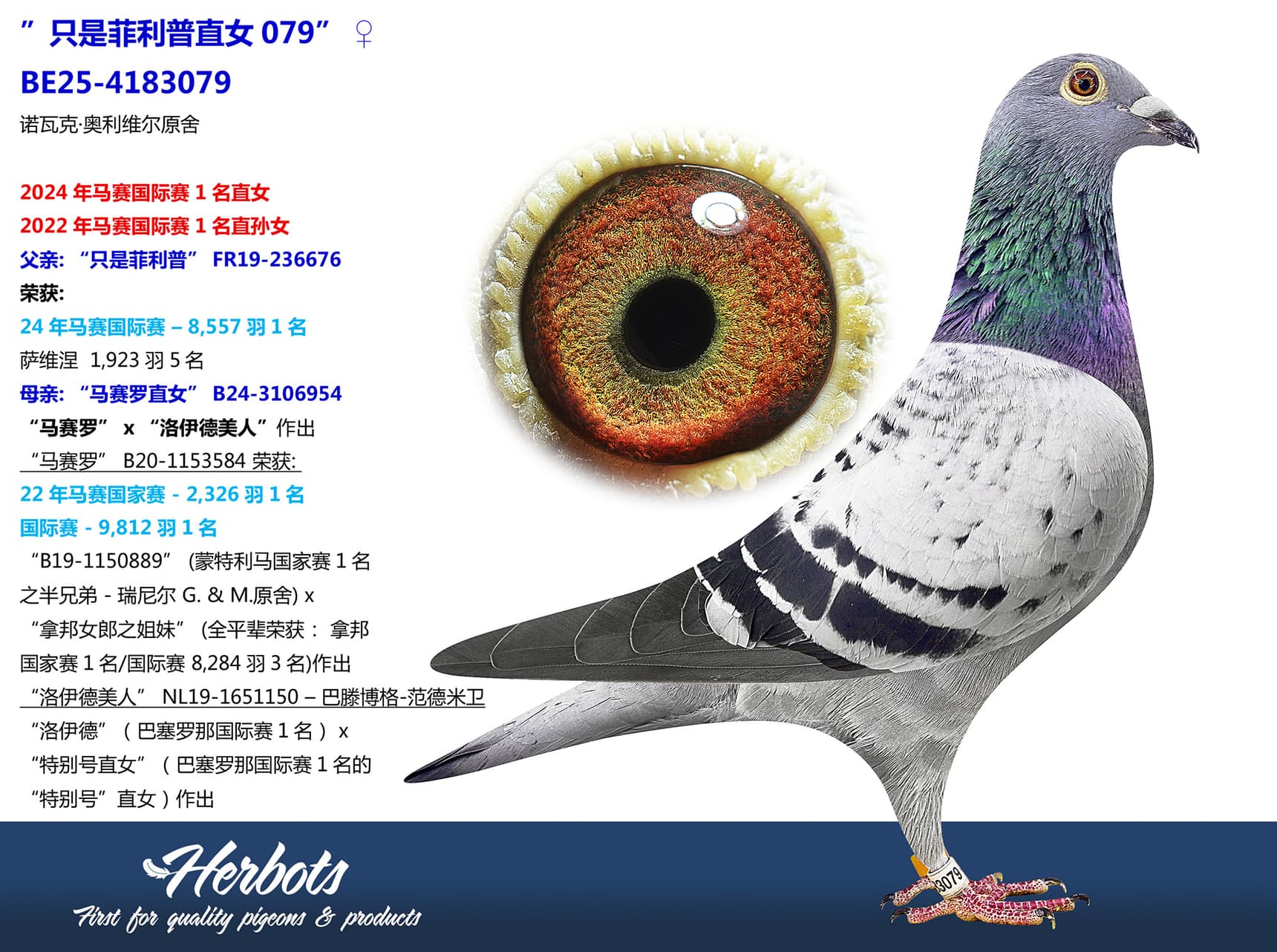 pigeon: undefined