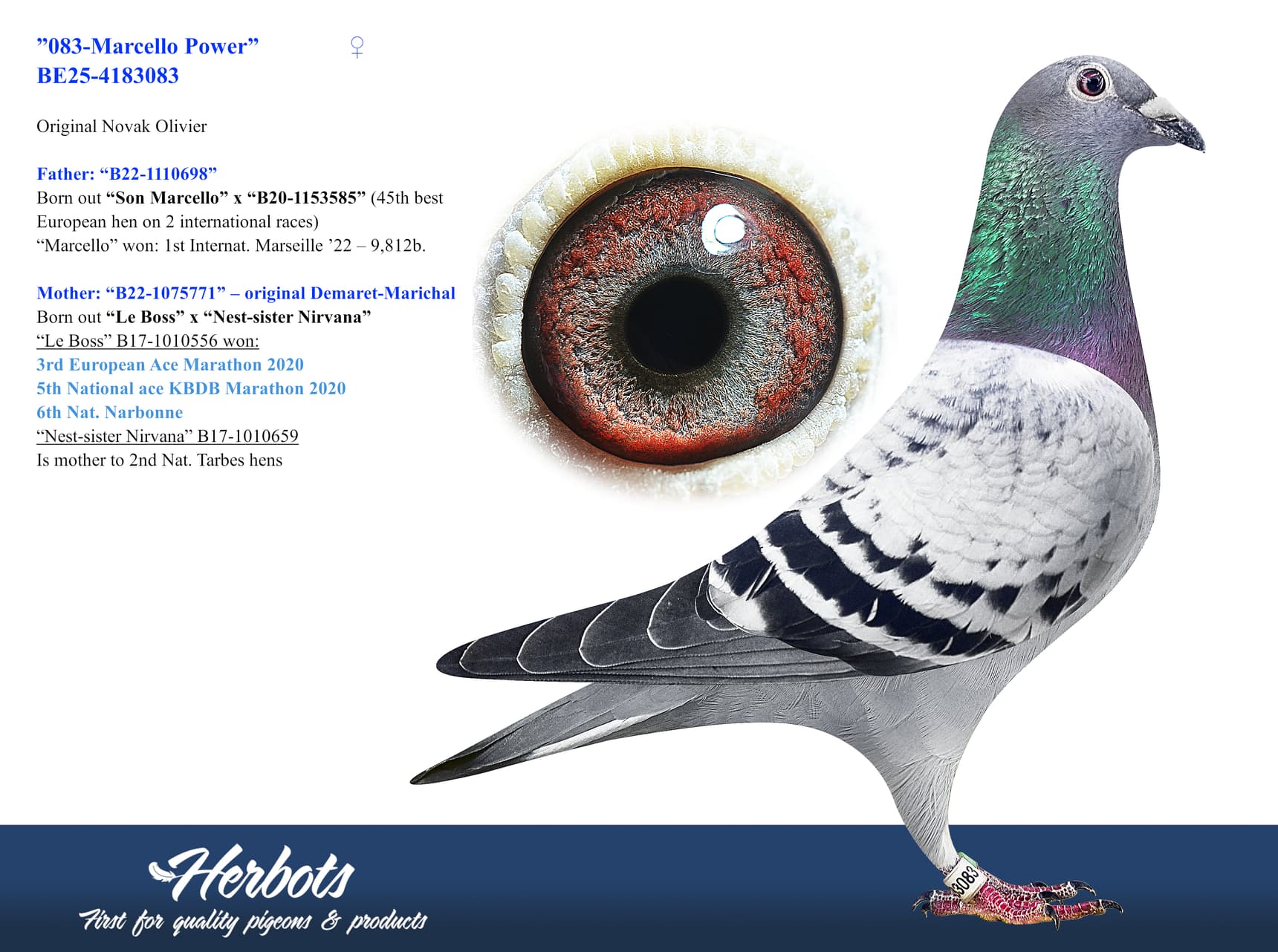 pigeon: undefined