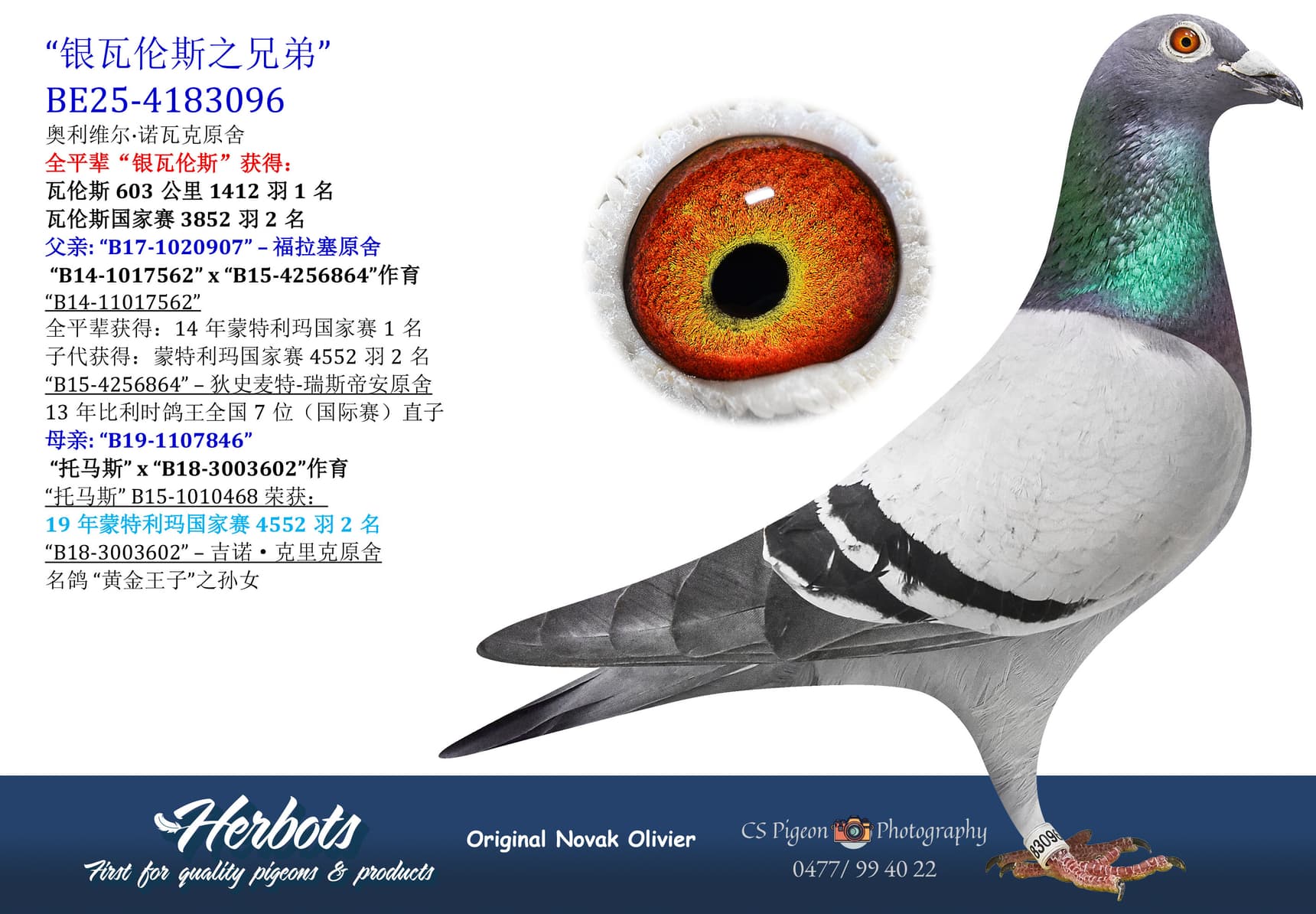 pigeon: undefined