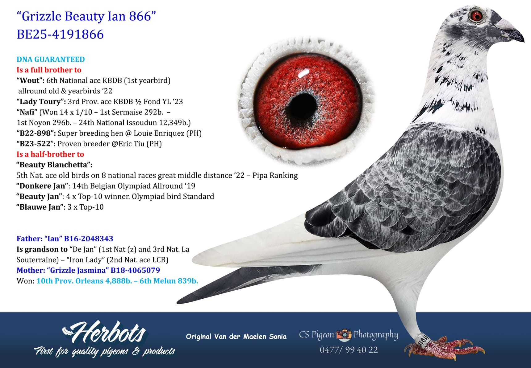 pigeon: undefined