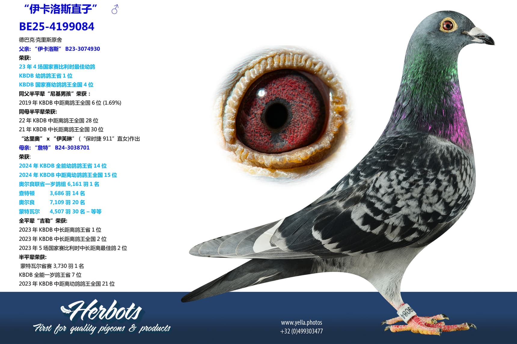 pigeon: undefined