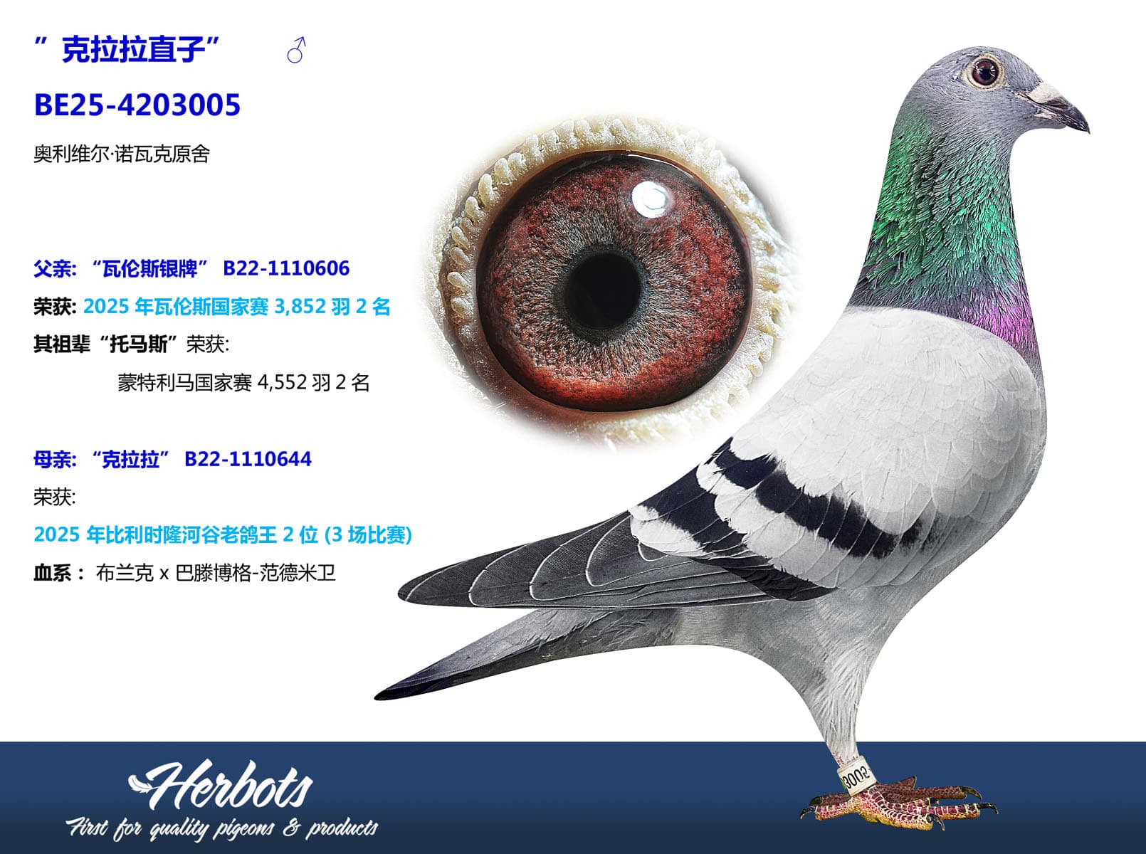 pigeon: undefined