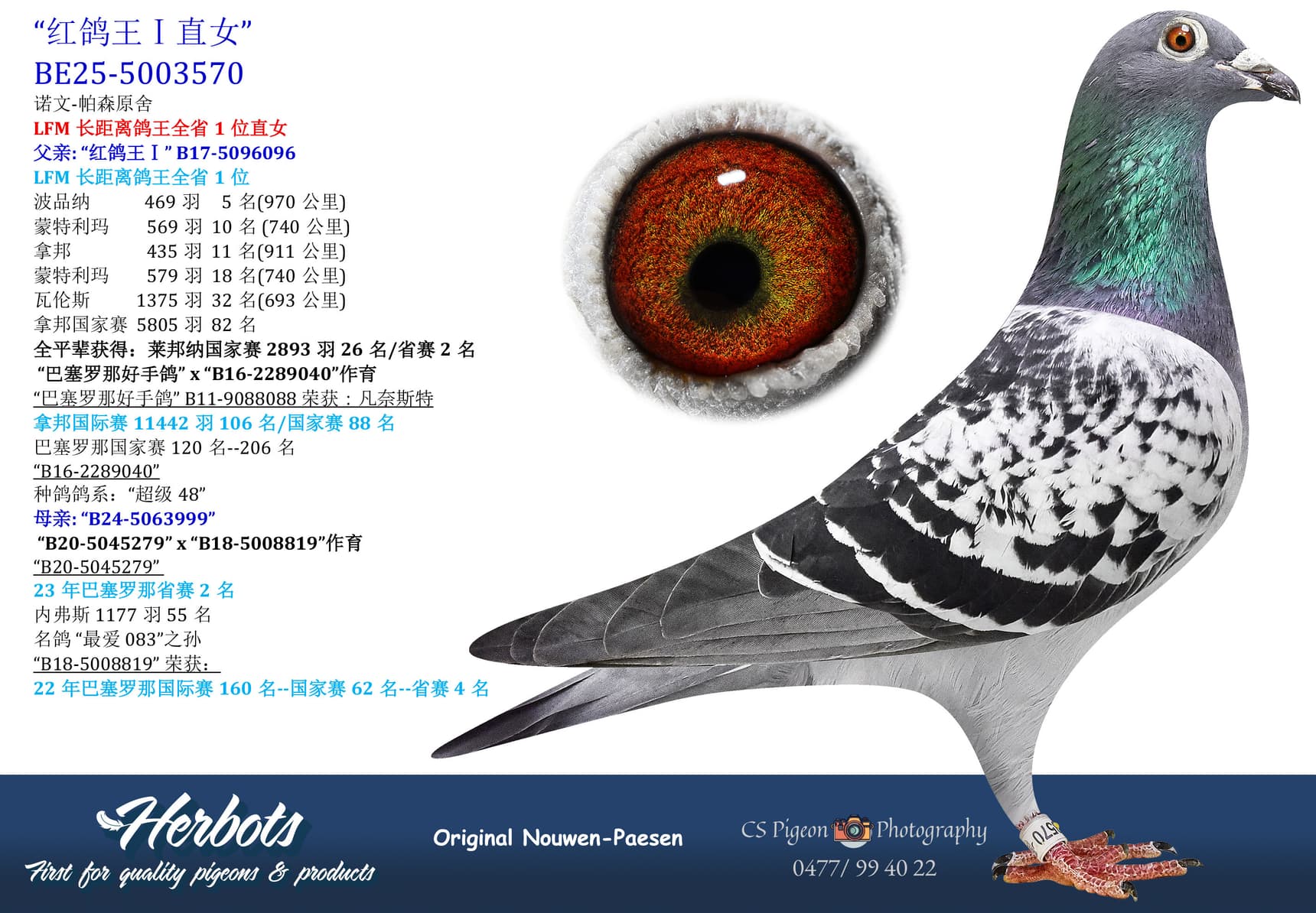 pigeon: undefined