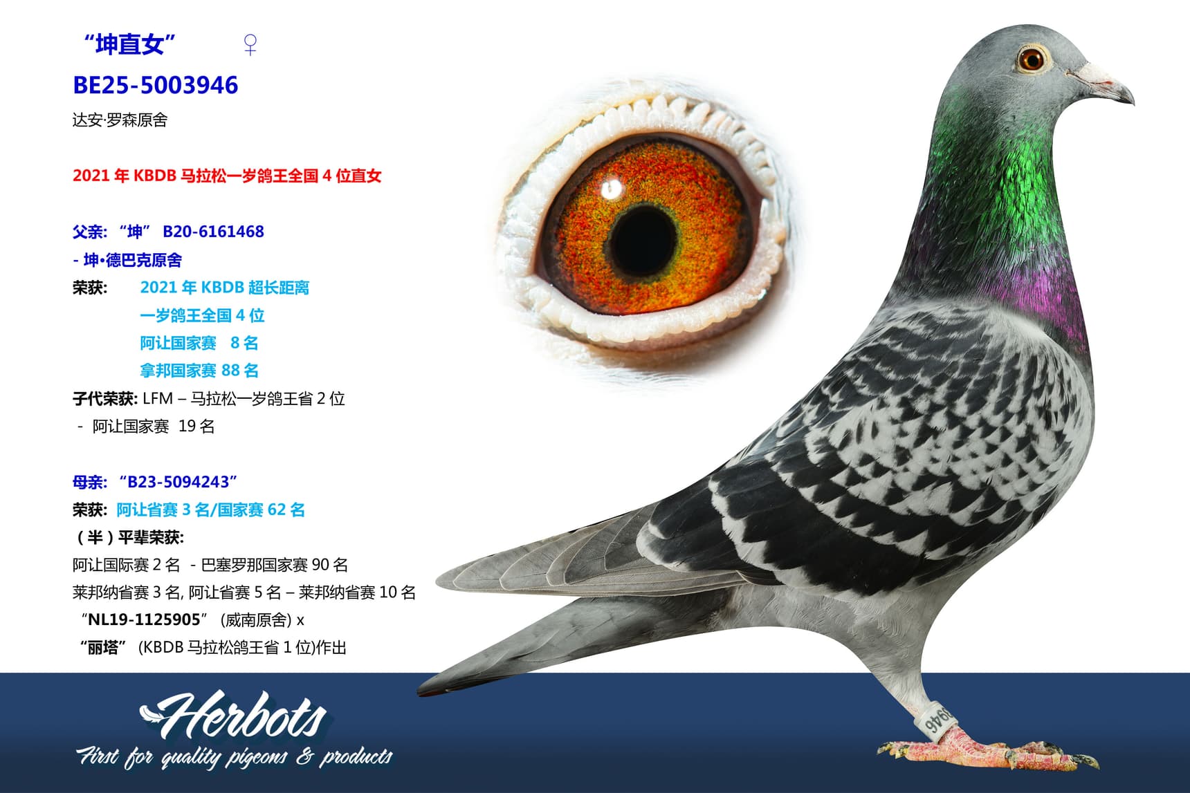 pigeon: undefined