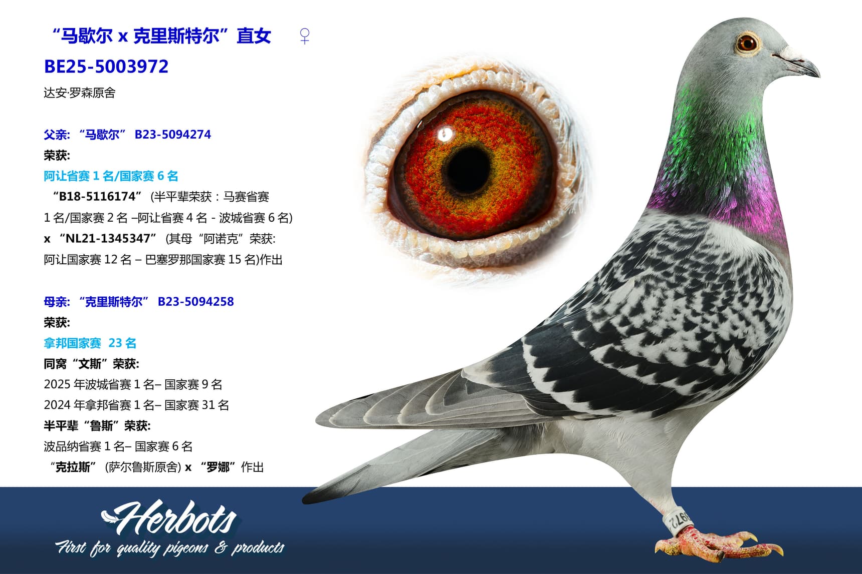 pigeon: undefined