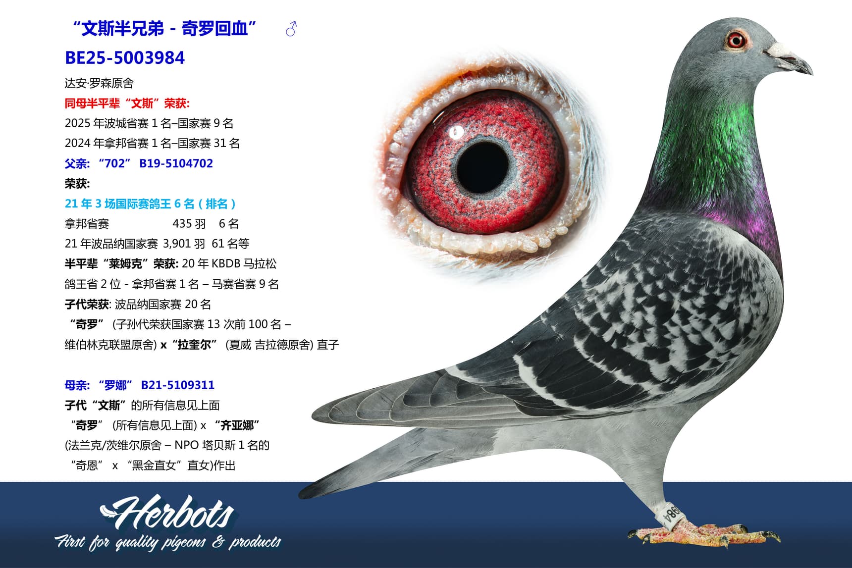pigeon: undefined