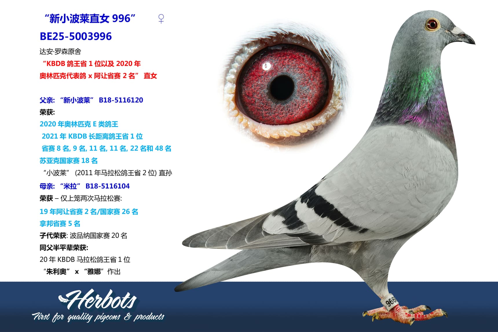 pigeon: undefined