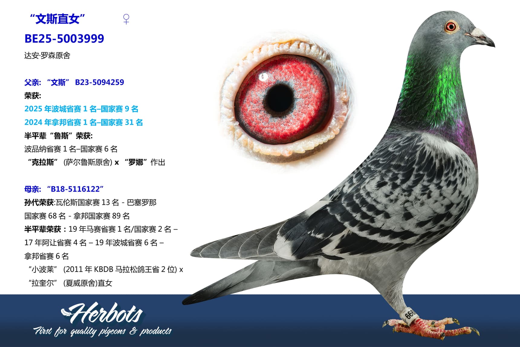 pigeon: undefined