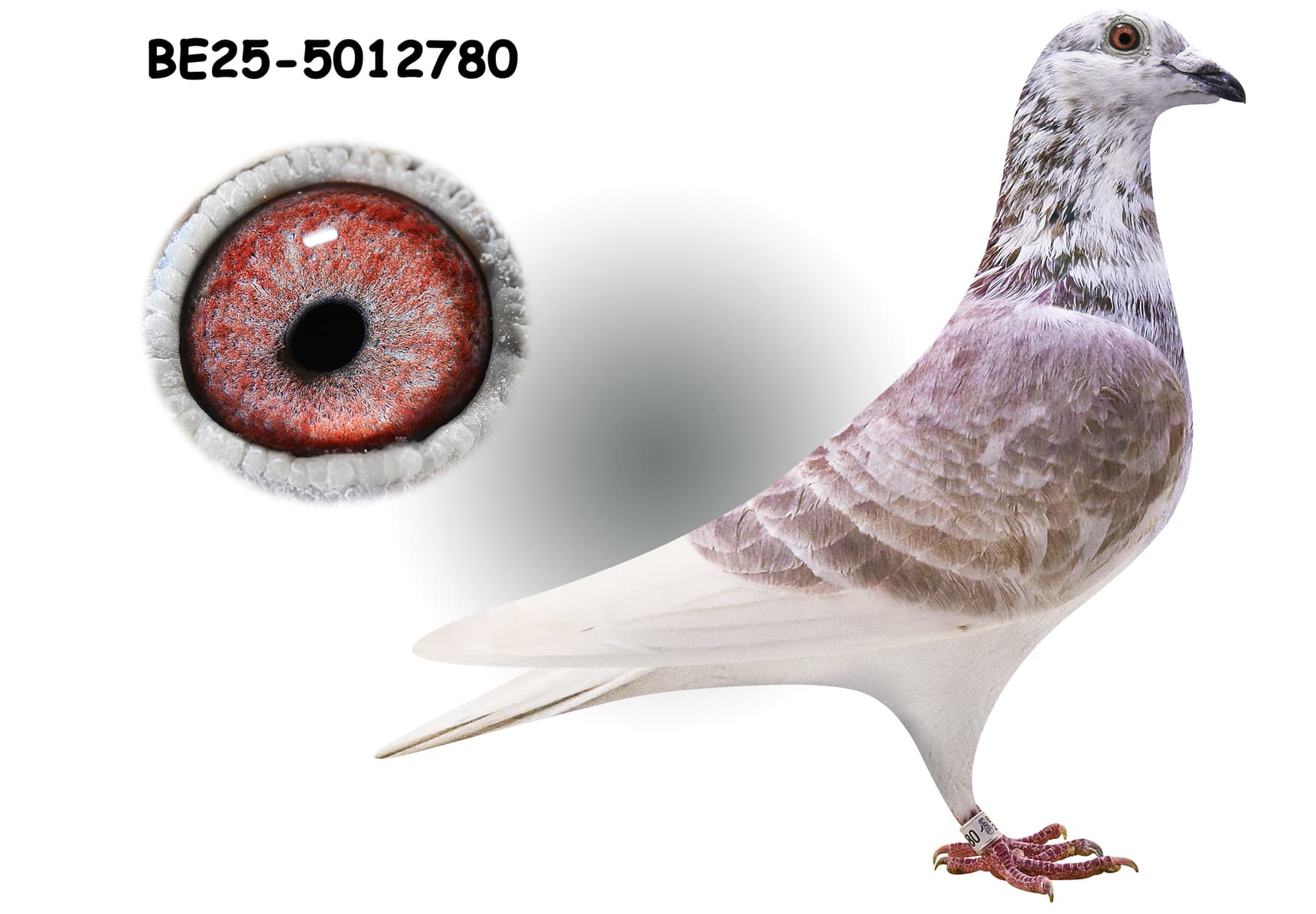 ‘Zwarte’ x ‘Diamant I’